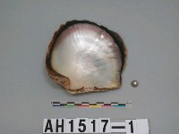 藏品(珍珠貝)的圖片